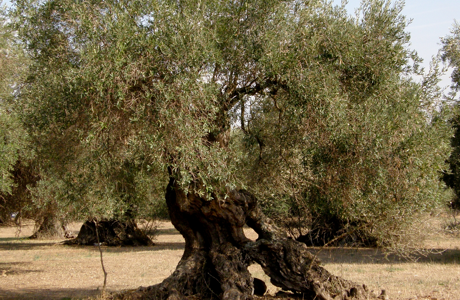 Pajdeg med olivolja från olivträdet såklart!